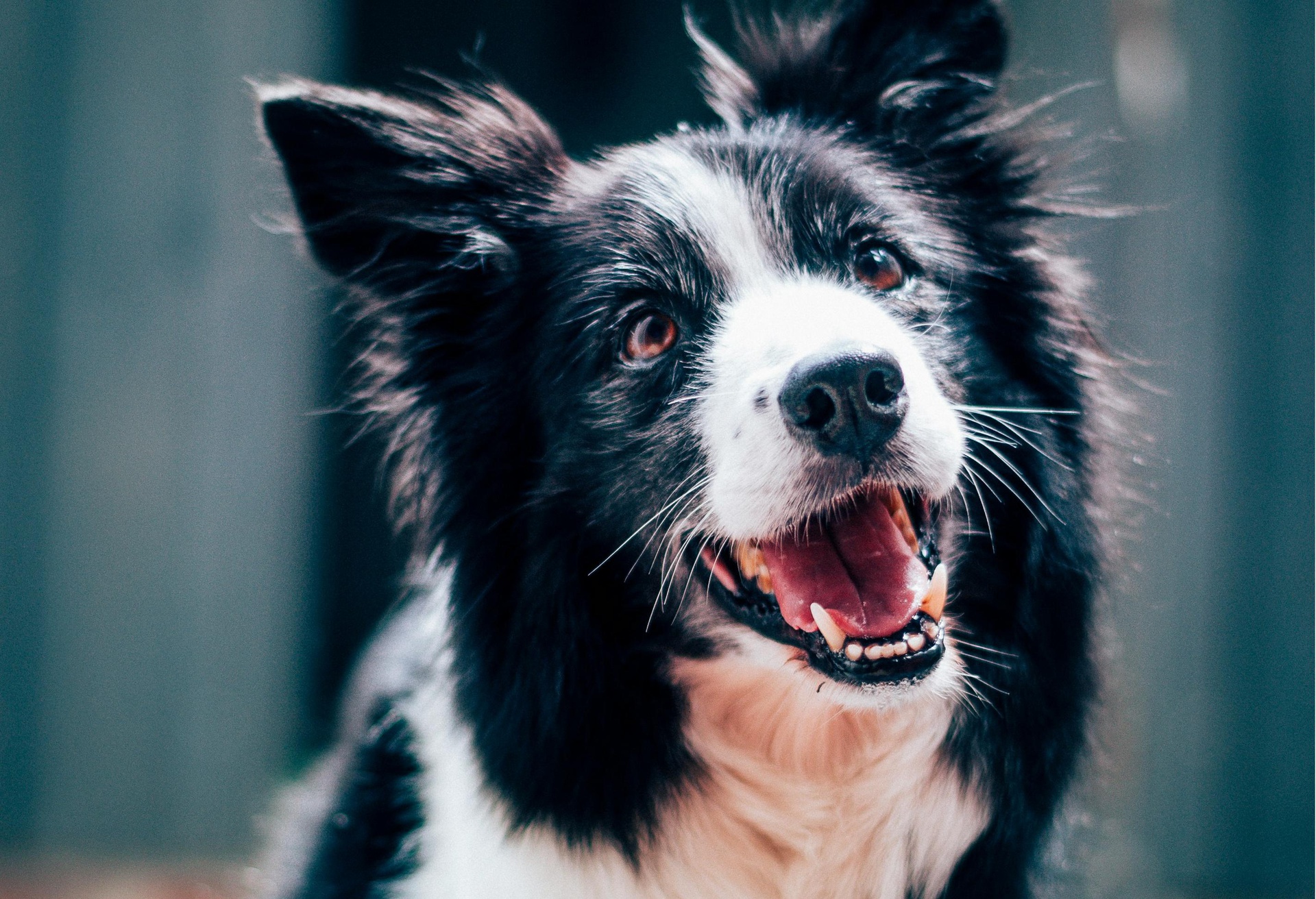 天津?qū)櫸锿羞\小程序開發(fā)，便捷出行一鍵開啟